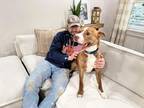 Adopt Makks Ark a Pit Bull Terrier, Labrador Retriever