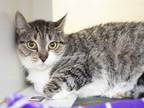 Adopt ABBY a White Domestic Shorthair / Mixed (short coat) cat in Phoenix