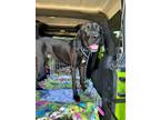 Adopt Kevin Happy Lover Boy a Great Dane, Black and Tan Coonhound