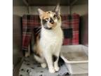 Adopt Juice Box a White Domestic Shorthair / Domestic Shorthair / Mixed cat in