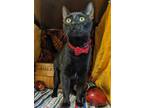 Adopt Richards a All Black Domestic Shorthair / Domestic Shorthair / Mixed cat