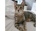Adopt Beni a Brown or Chocolate Domestic Shorthair / Domestic Shorthair / Mixed