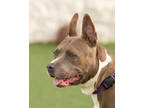 Adopt Miss Diva a Gray/Blue/Silver/Salt & Pepper American Pit Bull Terrier /