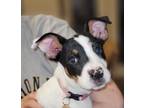 Adopt Melody a White Australian Cattle Dog / Jack Russell Terrier / Mixed dog in