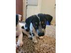 Adopt Cash a White Australian Cattle Dog / Australian Shepherd / Mixed dog in