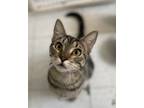 Adopt Count a Gray or Blue Domestic Shorthair / Domestic Shorthair / Mixed cat