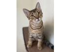 Adopt Duke a Gray or Blue Domestic Shorthair / Domestic Shorthair / Mixed cat in