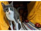 Adopt Adam a Gray or Blue Domestic Shorthair / Domestic Shorthair / Mixed cat in