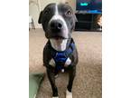 Adopt Cosmo (Marvin) a Pit Bull Terrier