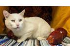 Adopt Jethro a White Domestic Shorthair / Domestic Shorthair / Mixed cat in