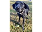 Adopt Amare a Black Dalmatian / Mixed dog in Norfolk, VA (38659810)