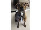 Adopt Barney a Brindle Hound (Unknown Type) / Mixed dog in Norfolk