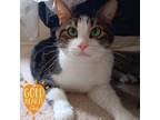 Adopt Arlo a White Domestic Shorthair / Mixed cat in Ann Arbor, MI (38833064)