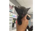 Adopt Catleen a All Black Domestic Shorthair / Domestic Shorthair / Mixed cat in