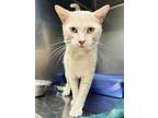 Adopt Kitty Tom (Petsmart) a Cream or Ivory Domestic Shorthair / Domestic