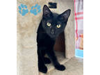 Adopt Houdini a All Black Domestic Shorthair / Domestic Shorthair / Mixed cat in