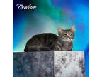 Adopt Newton a Gray or Blue Domestic Longhair / Domestic Shorthair / Mixed cat