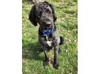 Adopt Avery a Bernese Mountain Dog, Poodle