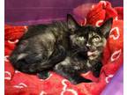 Adopt Cristina a All Black Domestic Shorthair / Domestic Shorthair / Mixed cat