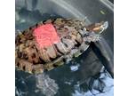 Adopt Zippy a Turtle - Other / Mixed reptile, amphibian, and/or fish in