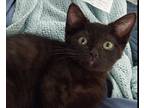 Adopt Anise a All Black Domestic Shorthair / Domestic Shorthair / Mixed cat in