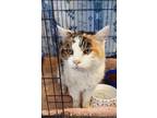 Adopt Chai a White Domestic Shorthair / Domestic Shorthair / Mixed cat in Santa