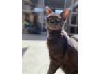 Adopt Jay-Jay a Gray or Blue Russian Blue / Domestic Shorthair / Mixed cat in
