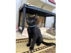 Adopt Lena a All Black Domestic Mediumhair / Domestic Shorthair / Mixed cat in