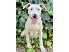 Adopt Trudy a White Mixed Breed (Medium) / Mixed dog in Red Bluff, CA (38828634)