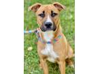 Adopt Mazie a Brown/Chocolate Boxer / Terrier (Unknown Type