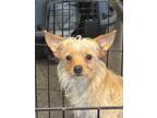 Adopt Rigatoni a Yorkshire Terrier