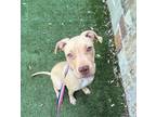 Adopt Bond, James Blond a Tan/Yellow/Fawn American Pit Bull Terrier / Mixed dog