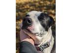 Adopt Debbie Lynn a Black Labrador Retriever / Mixed dog in Danville