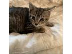 Adopt Jiminy Cricket a Domestic Short Hair