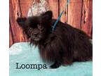 Adopt Loompa a Pomeranian