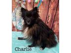 Adopt Charlie a Pomeranian