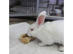Adopt Chunks a White American / Mixed rabbit in Largo, FL (38847474)