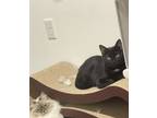 Adopt Molly a All Black Domestic Shorthair / Domestic Shorthair / Mixed cat in