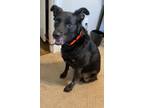 Adopt Cassie a Black Labrador Retriever / Mixed dog in Justin, TX (38737161)