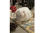 Adopt Bungee a White Other/Unknown / Lop, Holland / Mixed rabbit in Wenatchee