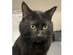 Adopt Bruce a Domestic Short Hair