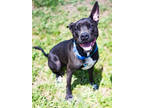 Adopt Sky Blue a Black American Pit Bull Terrier / Mixed dog in Justin