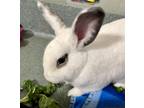 Adopt Frost a White Other/Unknown / American / Mixed rabbit in Fairfax