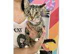 Adopt Martha Washington a All Black Domestic Shorthair / Domestic Shorthair /