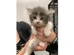Adopt Mayflower a Gray or Blue Domestic Shorthair / Domestic Shorthair / Mixed