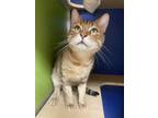 Adopt Smith a Brown or Chocolate Domestic Shorthair / Domestic Shorthair / Mixed