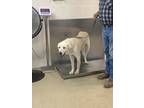 Adopt SKEETER a White Great Pyrenees / Mixed dog in Fort Worth, TX (38787206)