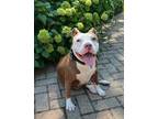 Adopt Star a White American Pit Bull Terrier / Mixed dog in Oak Pak