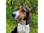 Adopt TRIGGER a Tricolor (Tan/Brown & Black & White) Treeing Walker Coonhound /