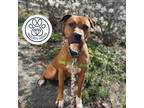 Adopt Burbank a Brown/Chocolate Mixed Breed (Large) / Mixed dog in Menands